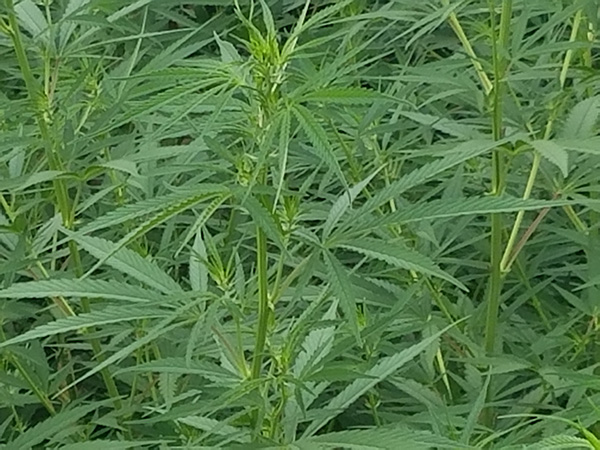 consulting, consulting services, hemp near me, hemp seed for sale near me, hemp Colorado, hemp seed Colorado, hemp seed Durango