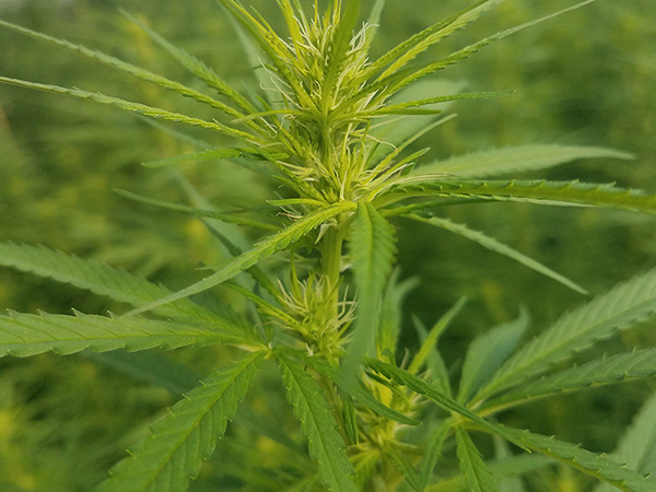 berry blossom, otto 2, chardonnay, seed cleaning, Durango hemp, hemp La Plata County, hemp farm Southwest Colorado 